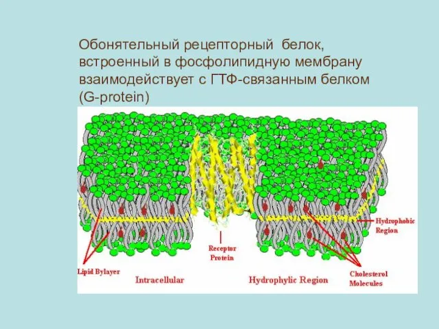 Обонятельный рецепторный белок, встроенный в фосфолипидную мембрану взаимодействует с ГТФ-связанным белком (G-protein)