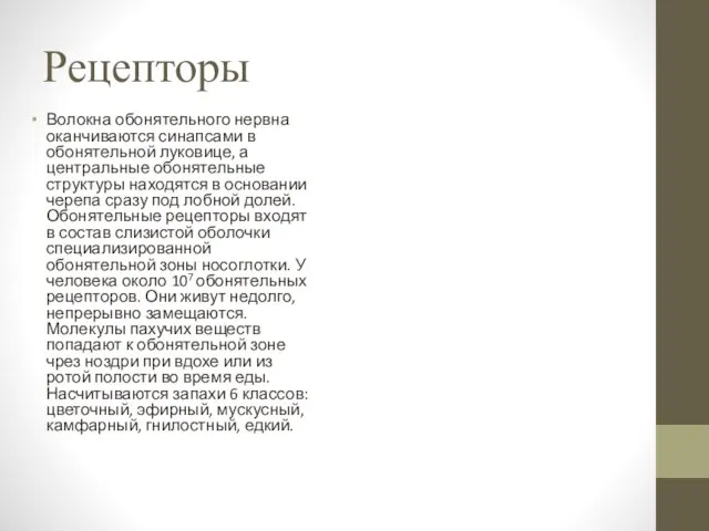 Рецепторы Волокна обонятельного нервна оканчиваются синапсами в обонятельной луковице, а