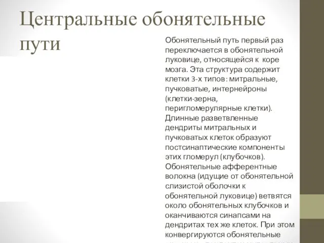 Центральные обонятельные пути Обонятельный путь первый раз переключается в обонятельной