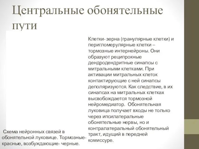 Центральные обонятельные пути Схема нейронных связей в обонятельной луковице. Тормозные-