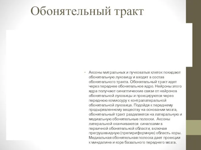 Обонятельный тракт Аксоны митральных и пучковатых клеток покидают обонятельную луковицу