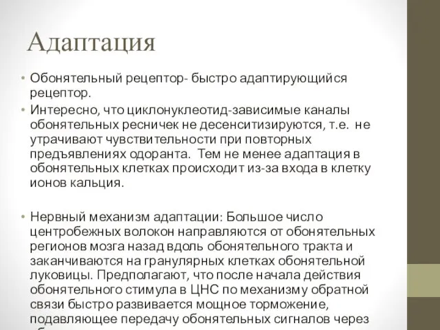 Адаптация Обонятельный рецептор- быстро адаптирующийся рецептор. Интересно, что циклонуклеотид-зависимые каналы