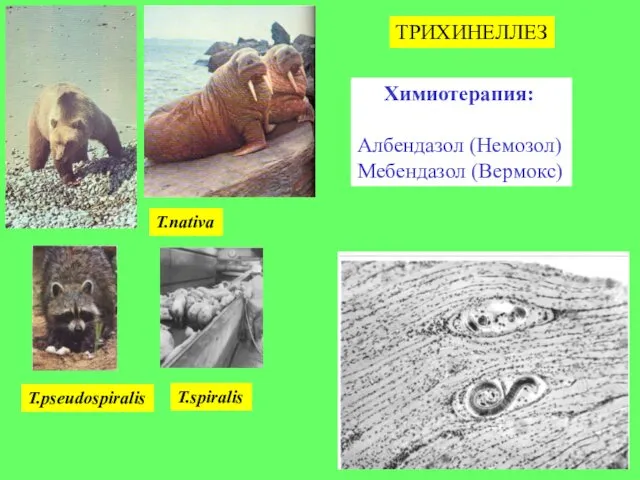 ТРИХИНЕЛЛЕЗ T.spiralis T.nativa T.pseudospiralis Химиотерапия: Албендазол (Немозол) Мебендазол (Вермокс)
