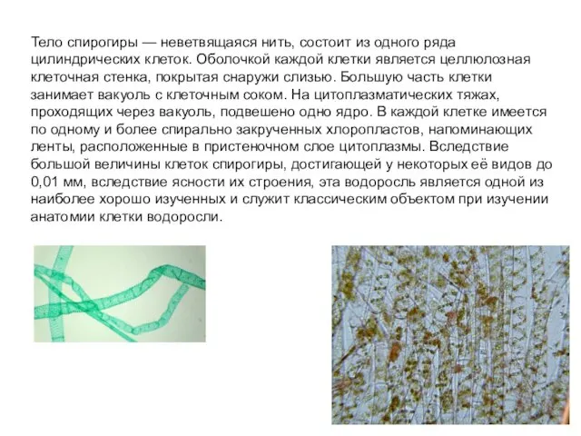 Тело спирогиры — неветвящаяся нить, состоит из одного ряда цилиндрических клеток. Оболочкой каждой