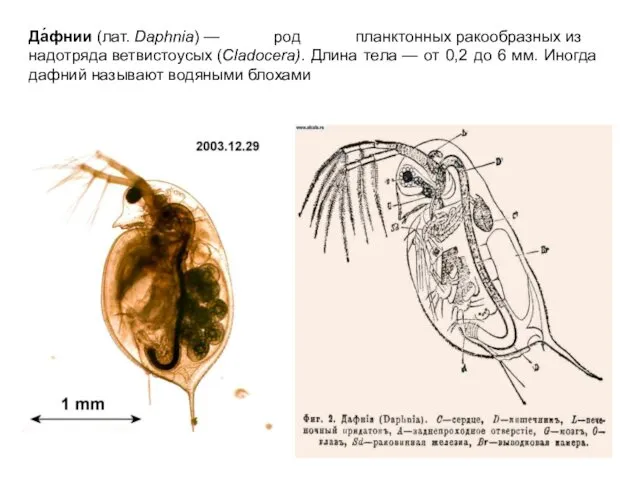 Да́фнии (лат. Daphnia) — род планктонных ракообразных из надотряда ветвистоусых (Cladocera). Длина тела