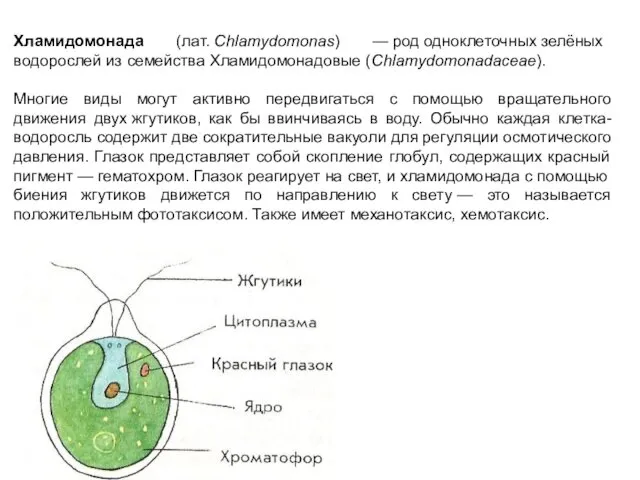 Хламидомонада (лат. Chlamydomonas) — род одноклеточных зелёных водорослей из семейства