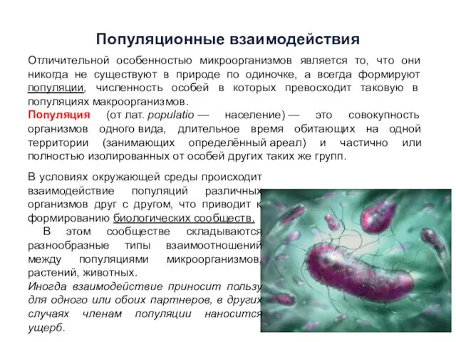 Популяционные взаимодействия Отличительной особенностью микроорганизмов является то, что они никогда