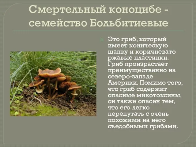 Смертельный коноцибе - семейство Больбитиевые Это гриб, который имеет коническую шапку и коричневато