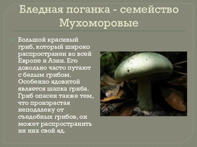 Бледная поганка - семейство Мухоморовые Большой красивый гриб, который широко