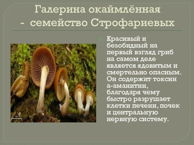 Галерина окаймлённая - семейство Строфариевых Красивый и безобидный на первый взгляд гриб на