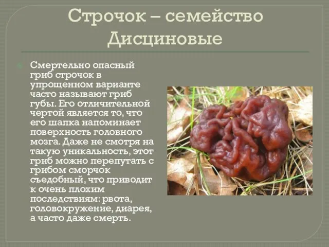 Строчок – семейство Дисциновые Смертельно опасный гриб строчок в упрощенном варианте часто называют