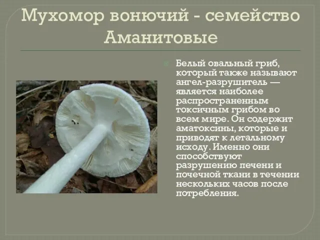 Мухомор вонючий - семейство Аманитовые Белый овальный гриб, который также называют ангел-разрушитель —