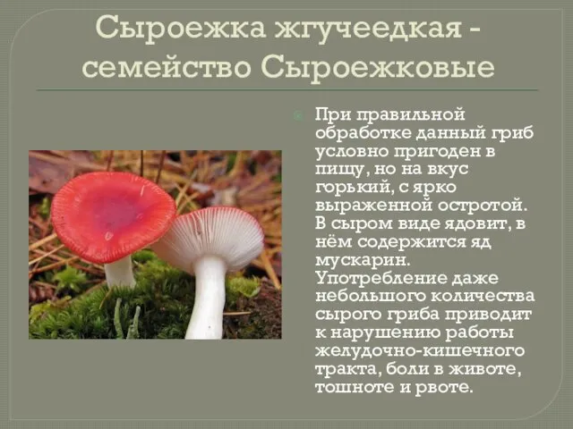 Сыроежка жгучеедкая - семейство Сыроежковые При правильной обработке данный гриб
