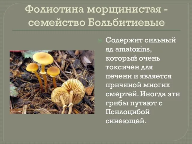 Фолиотина морщинистая - семейство Больбитиевые Содержит сильный яд amatoxins, который очень токсичен для