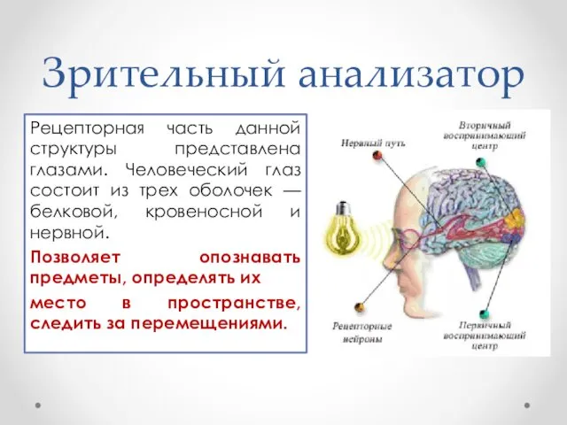 Зрительный анализатор Рецепторная часть данной структуры представлена глазами. Человеческий глаз