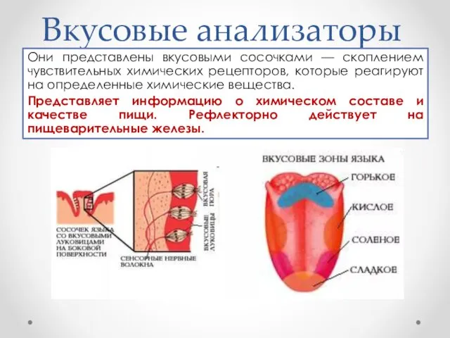 Вкусовые анализаторы Они представлены вкусовыми сосочками — скоплением чувствительных химических рецепторов, которые реагируют