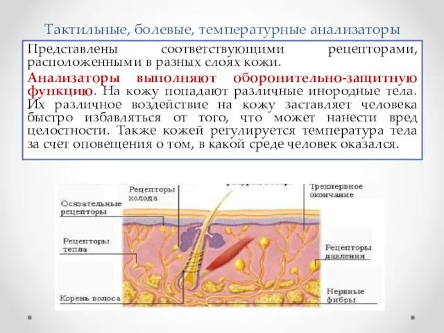 Тактильные, болевые, температурные анализаторы Представлены соответствующими рецепторами, расположенными в разных слоях кожи. Анализаторы