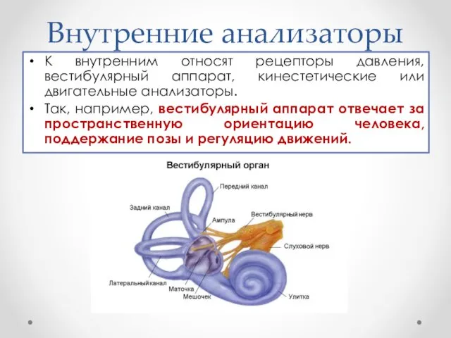 Внутренние анализаторы К внутренним относят рецепторы давления, вестибулярный аппарат, кинестетические