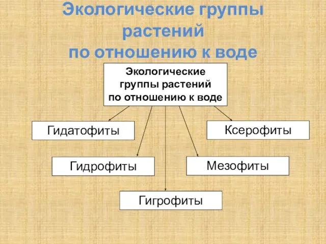 Экологические группы растений по отношению к воде