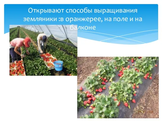 Открывают способы выращивания земляники :в оранжерее, на поле и на балконе