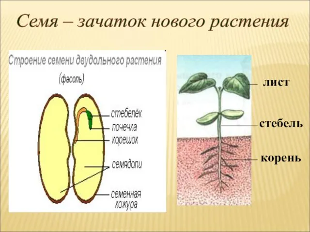 Семя – зачаток нового растения лист стебель корень