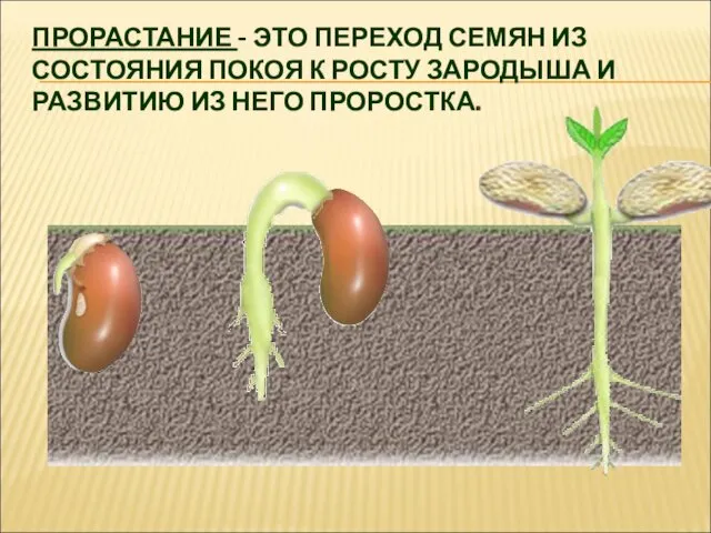 ПРОРАСТАНИЕ - ЭТО ПЕРЕХОД СЕМЯН ИЗ СОСТОЯНИЯ ПОКОЯ К РОСТУ ЗАРОДЫША И РАЗВИТИЮ ИЗ НЕГО ПРОРОСТКА.