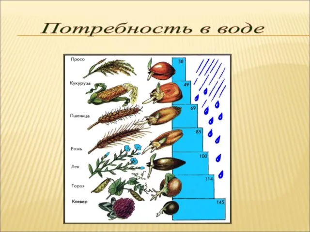 Потребность в воде