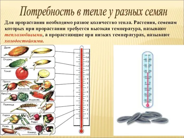 Потребность в тепле у разных семян Для прорастания необходимо разное