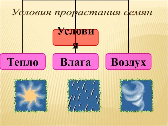 Условия прорастания семян