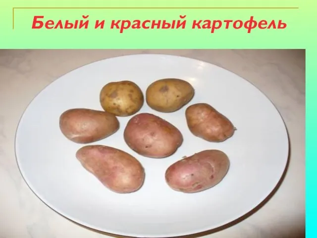 Белый и красный картофель