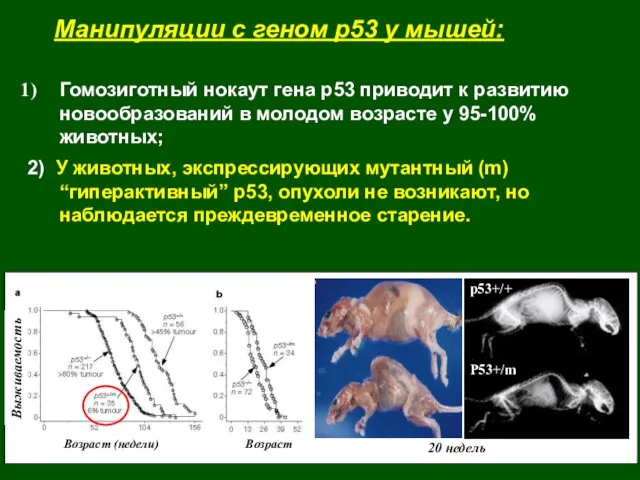 Манипуляции с геном р53 у мышей: Гомозиготный нокаут гена р53