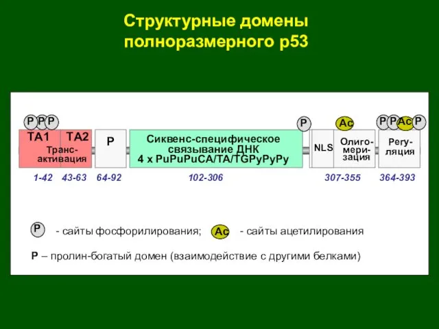 Структурные домены полноразмерного р53 Сиквенс-специфическое связывание ДНК 4 x PuPuPuCA/TA/TGPyPyPy