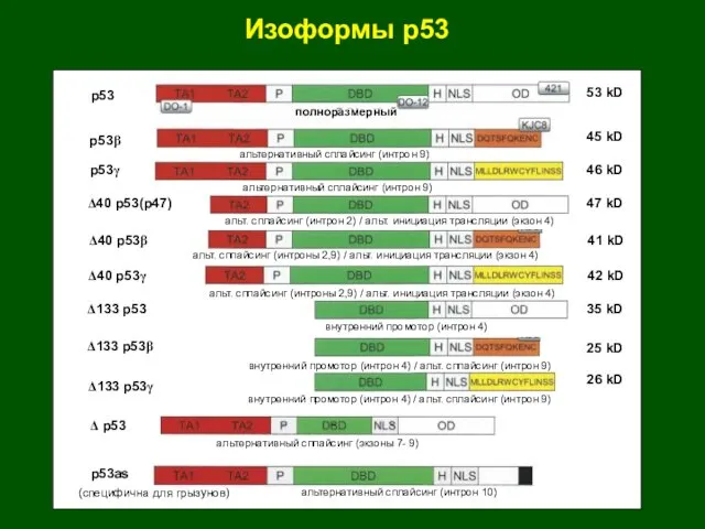 Изоформы р53 53 kD 45 kD 46 kD 47 kD