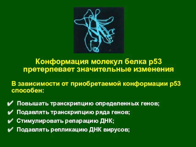 Конформация молекул белка р53 претерпевает значительные изменения В зависимости от