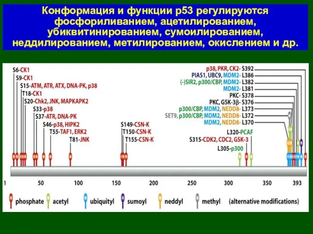 Конформация и функции р53 регулируются фосфориливанием, ацетилированием, убиквитинированием, сумоилированием, неддилированием, метилированием, окислением и др.