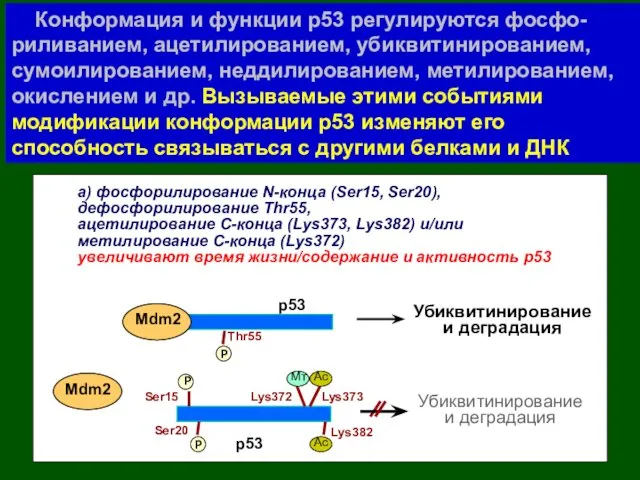 Конформация и функции р53 регулируются фосфо-риливанием, ацетилированием, убиквитинированием, сумоилированием, неддилированием,