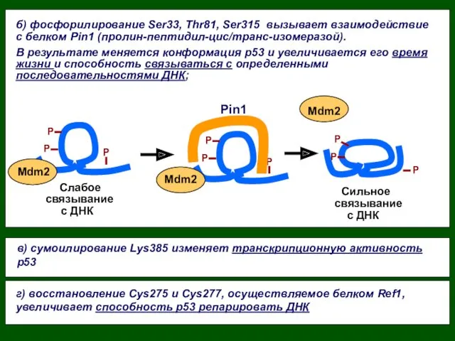 б) фосфорилирование Ser33, Thr81, Ser315 вызывает взаимодействие с белком Pin1