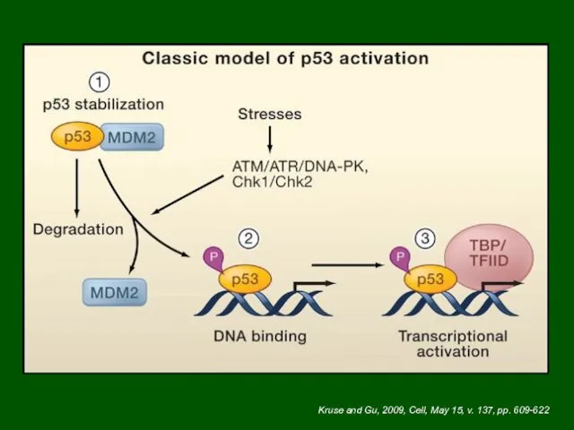 Kruse and Gu, 2009, Cell, May 15, v. 137, pp. 609-622