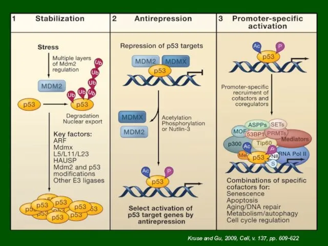 Kruse and Gu, 2009, Cell, v. 137, pp. 609-622