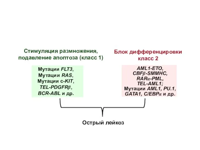 Блок дифференцировки класс 2 Стимуляция размножения, подавление апоптоза (класс 1)