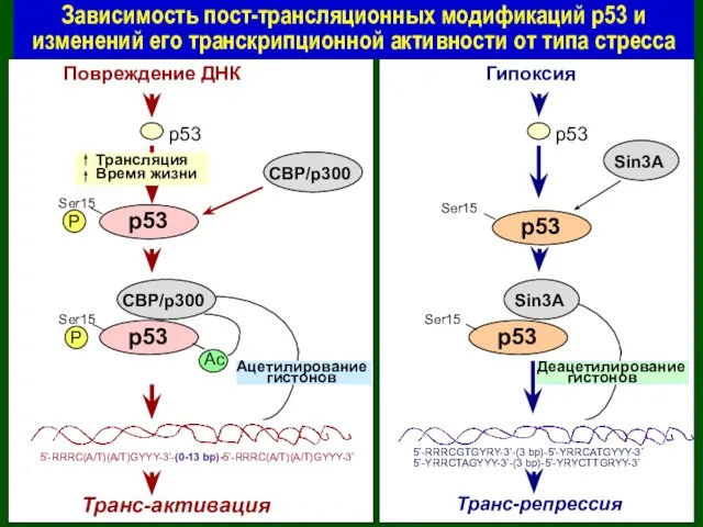 p53 CBP/p300 p53 CBP/p300 Ac 5’-RRRC(A/T)(A/T)GYYY-3’-(0-13 bp)-5’-RRRC(A/T)(A/T)GYYY-3’ Ацетилирование гистонов Транс-активация