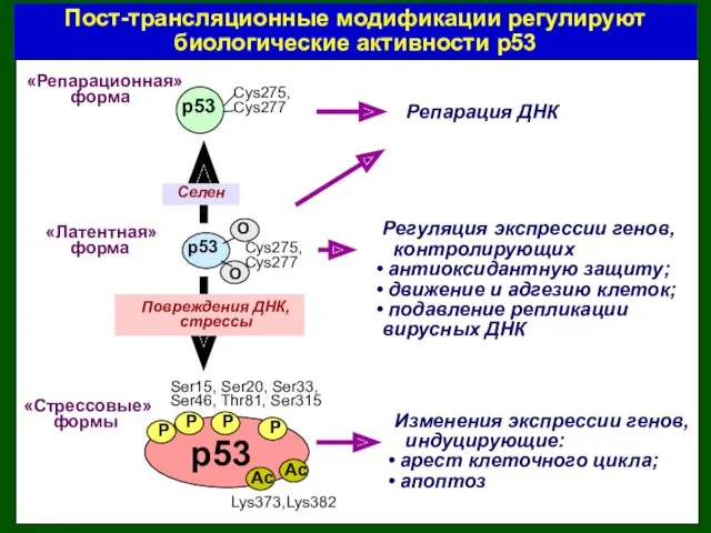 Ser15, Ser20, Ser33, Ser46, Thr81, Ser315 p53 p53 «Латентная» форма