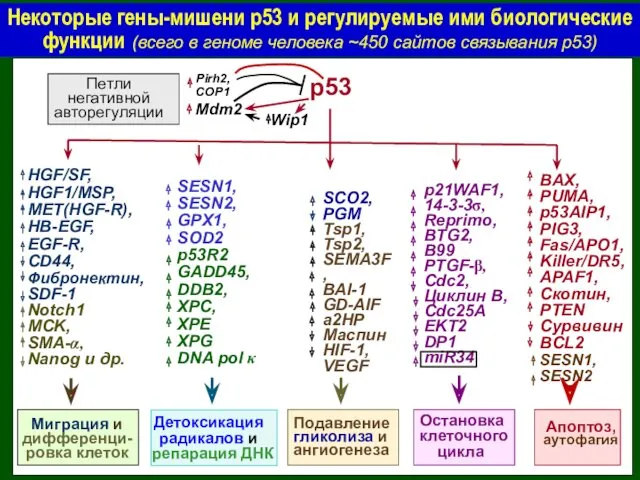 р53 Некоторые гены-мишени р53 и регулируемые ими биологические функции (всего