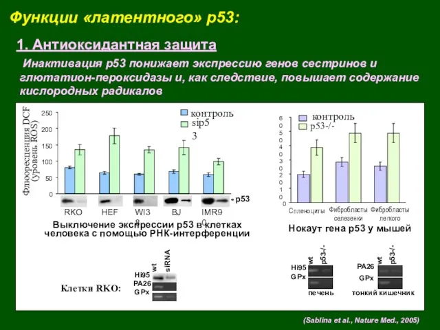 Функции «латентного» p53: 1. Антиоксидантная защита (Sablina et al., Nature