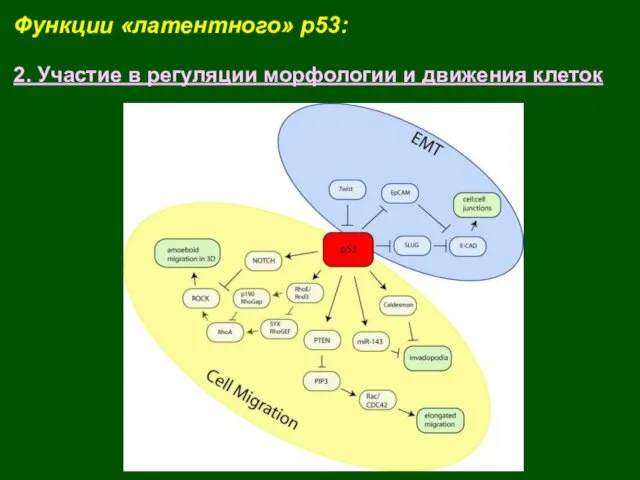 Функции «латентного» p53: 2. Участие в регуляции морфологии и движения клеток