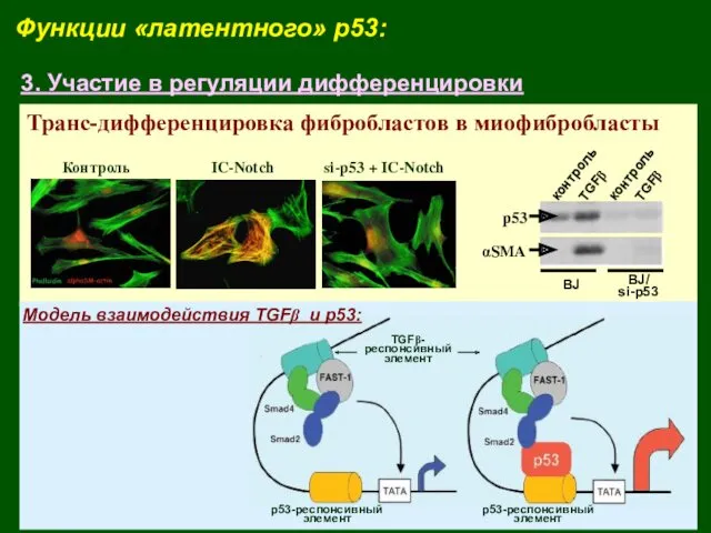 Функции «латентного» p53: 3. Участие в регуляции дифференцировки Транс-дифференцировка фибробластов