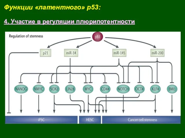 Функции «латентного» p53: 4. Участие в регуляции плюрипотентности