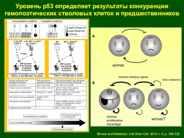 Уровень р53 определяет результаты конкуренции гемопоэтических стволовых клеток и предшественников