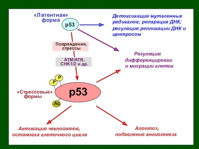 p53 «Латентная» форма Детоксикация мутагенных радикалов; репарация ДНК; регуляция репликации