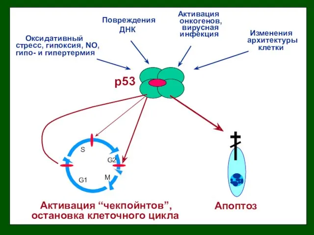 Повреждения ДНК Активация онкогенов, вирусная инфекция Оксидативный стресс, гипоксия, NO,